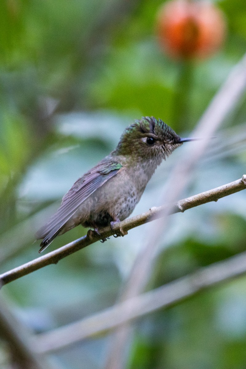 Green-backed Firecrown - ML609851388