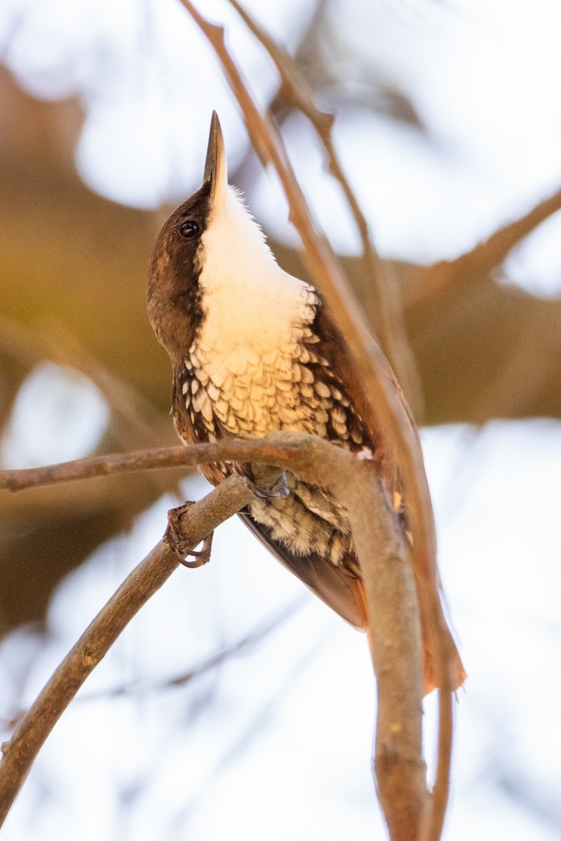 White-throated Treerunner - Nicolás Núñez