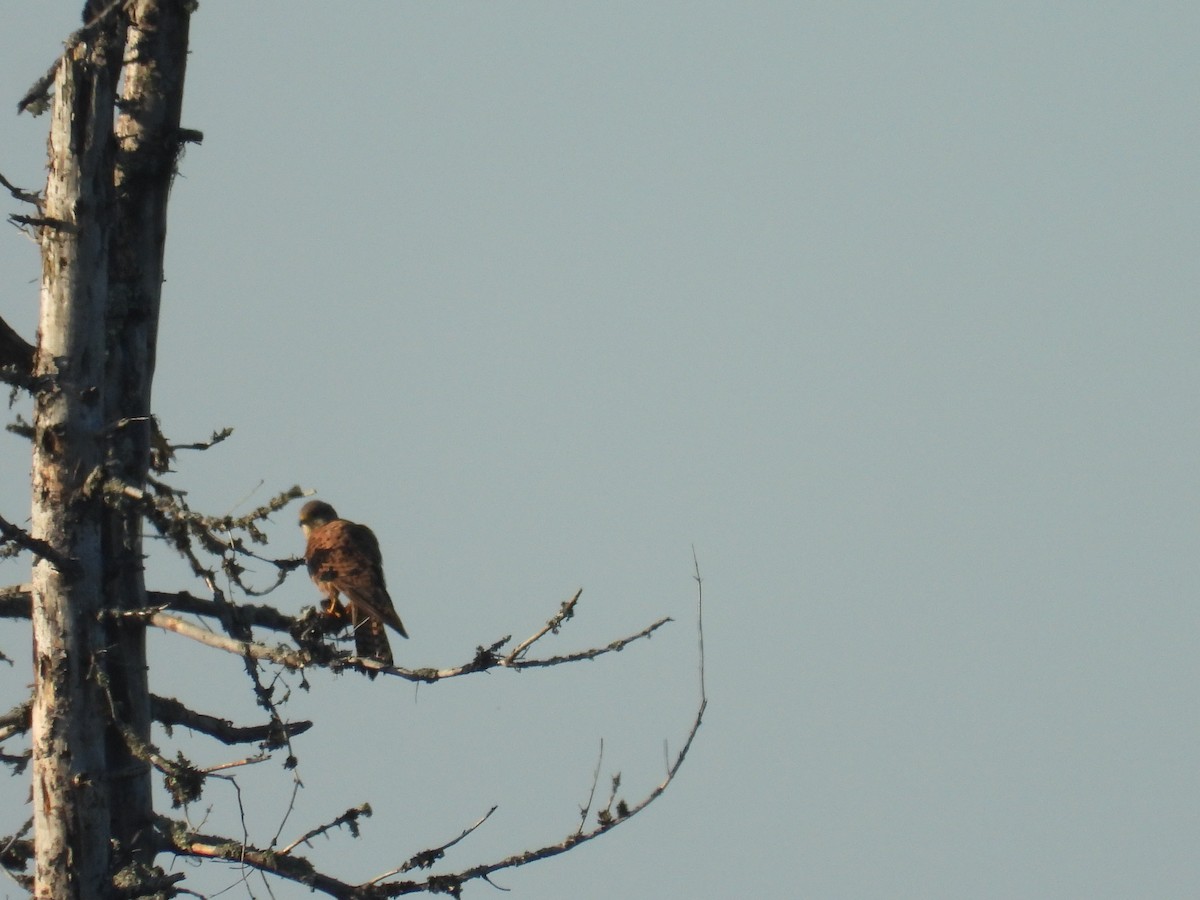 Eurasian Kestrel - ML609851397