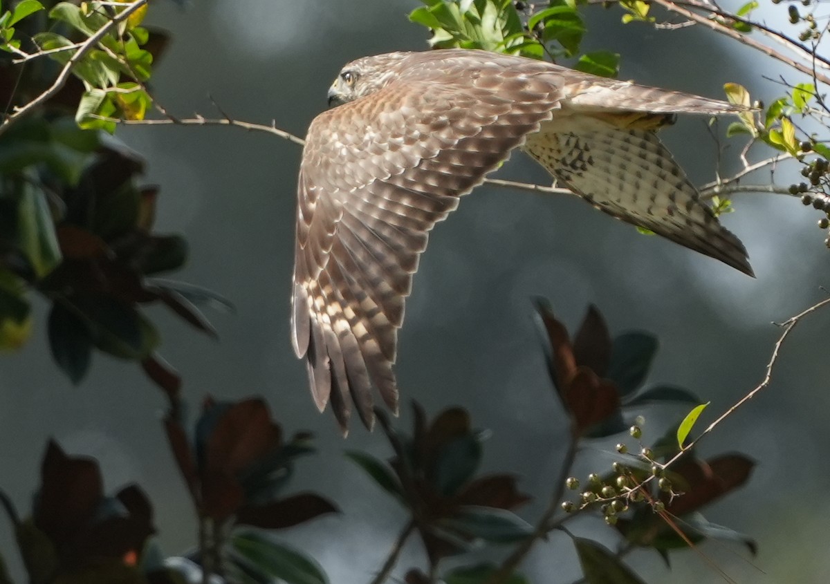 Red-shouldered Hawk - ML609851453