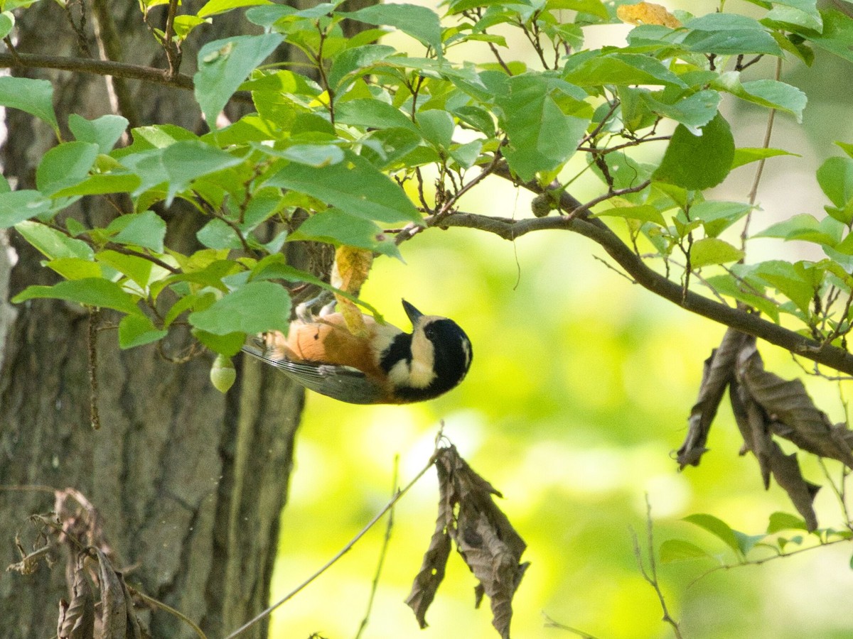 Varied Tit - ML609851460