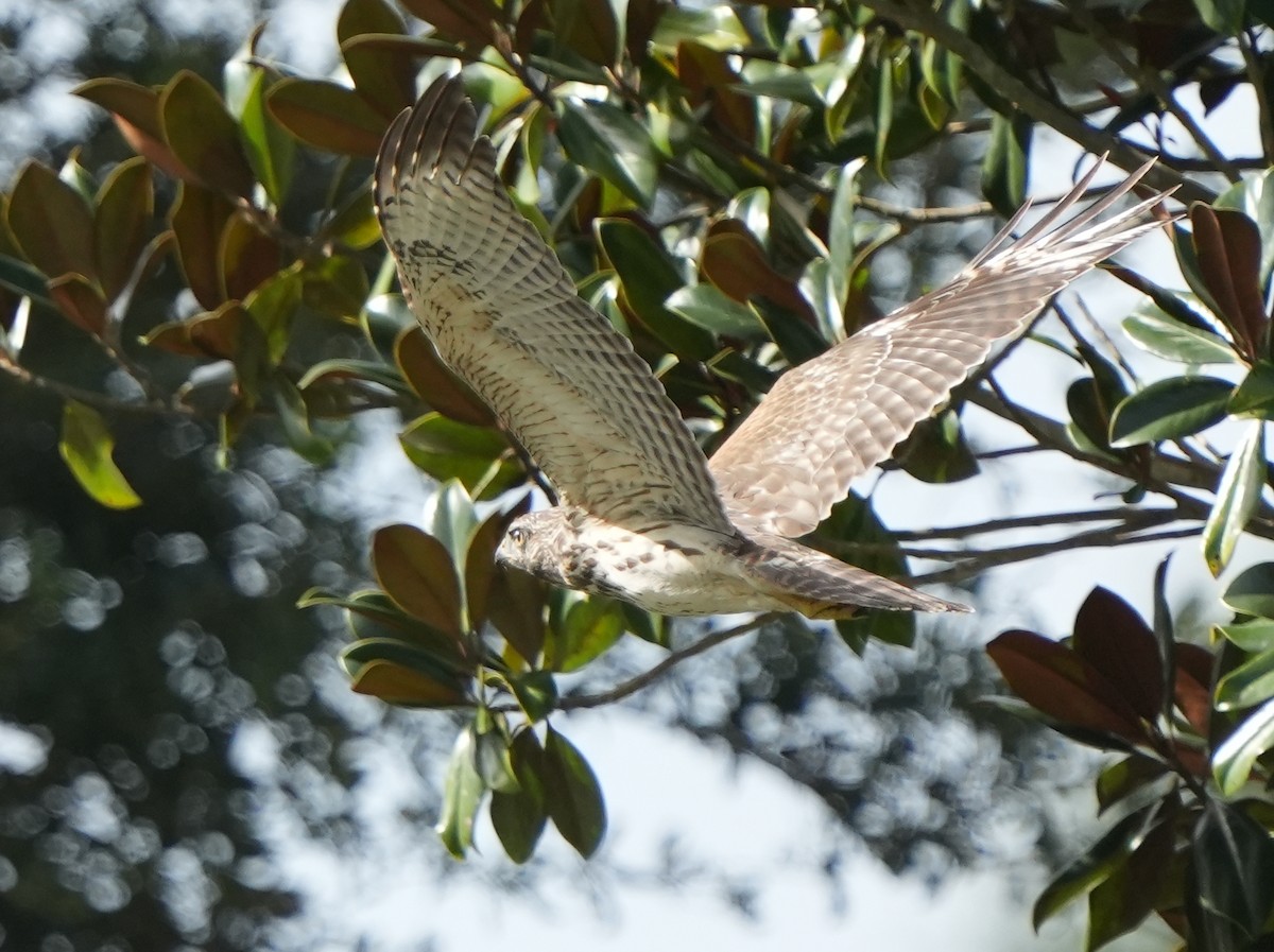 Red-shouldered Hawk - ML609851461