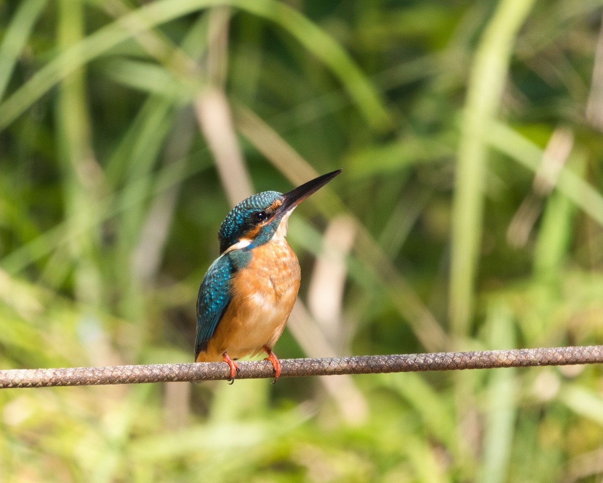 Common Kingfisher - ML609851469