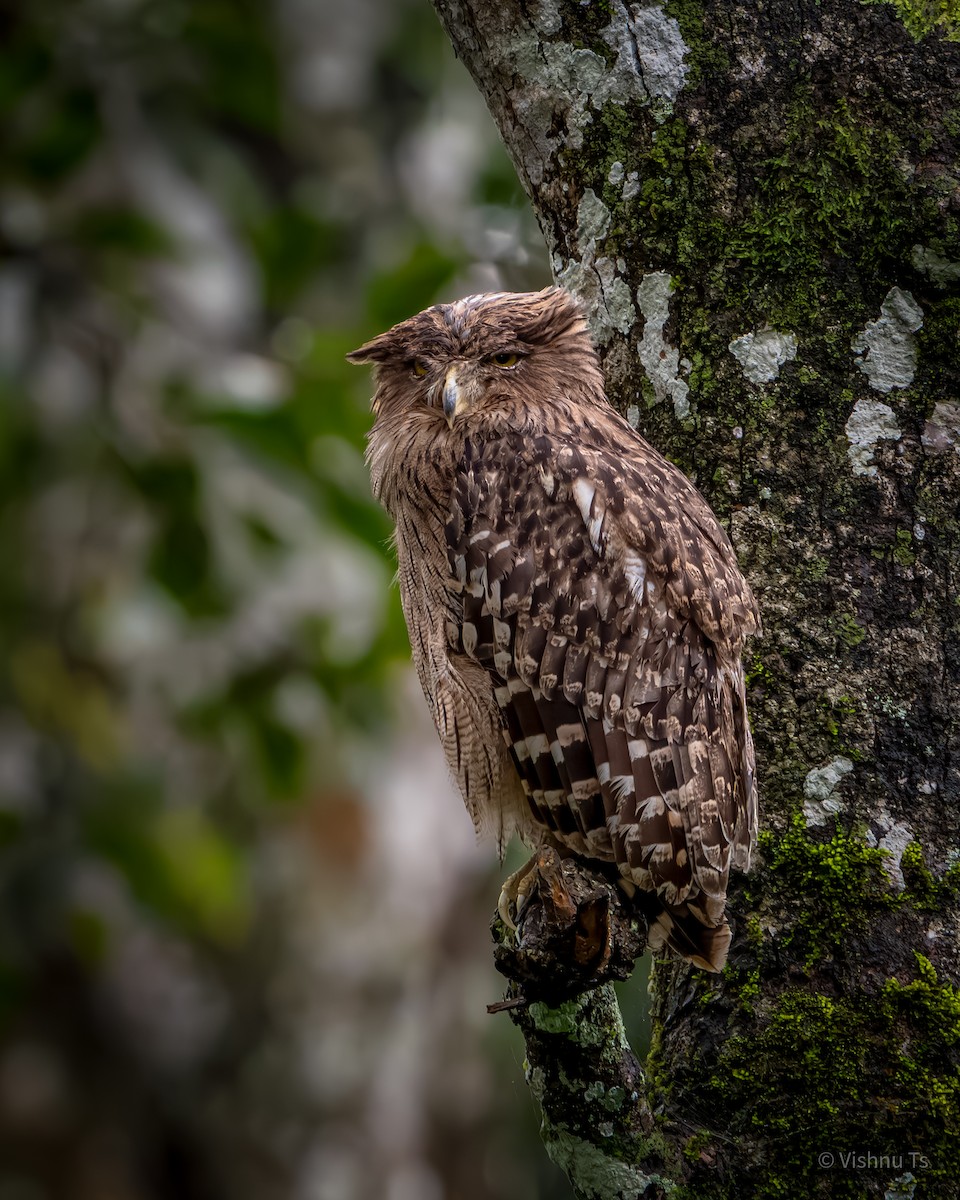 Brown Fish-Owl - ML609851580