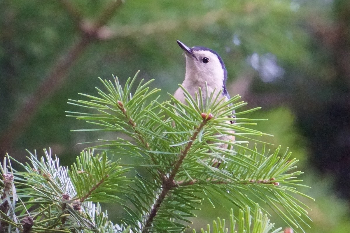 White-cheeked Nuthatch - ML609851624