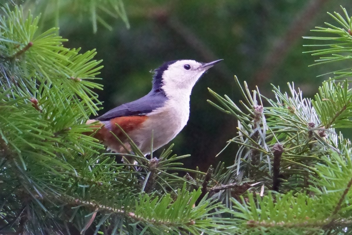 White-cheeked Nuthatch - ML609851628
