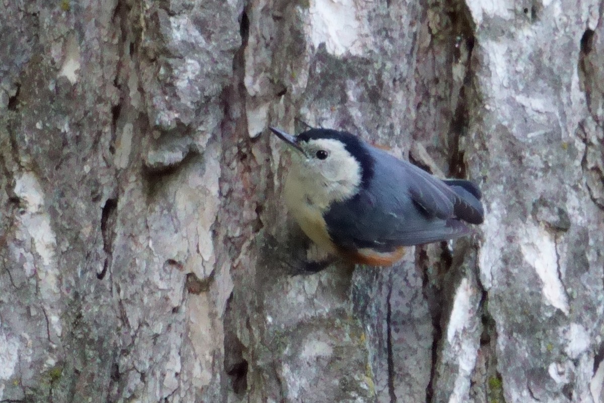 White-cheeked Nuthatch - ML609851637