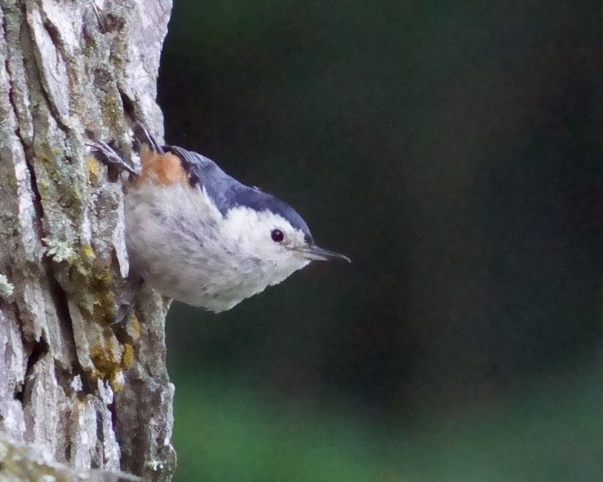 White-cheeked Nuthatch - ML609851638
