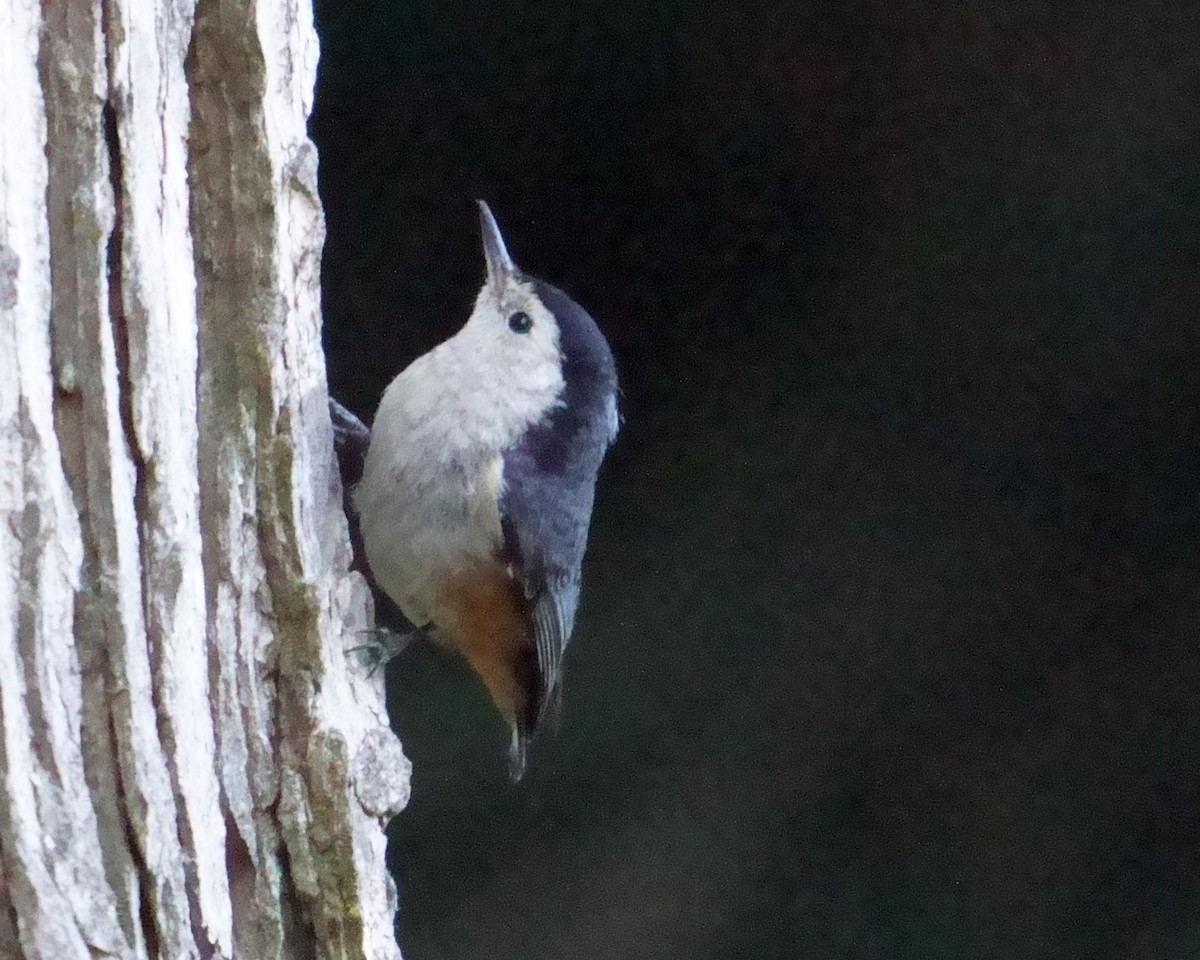 White-cheeked Nuthatch - ML609851639