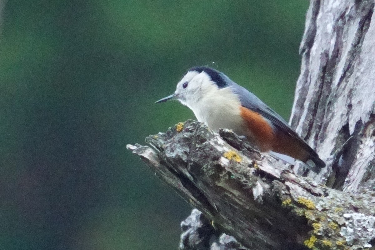 White-cheeked Nuthatch - ML609851646
