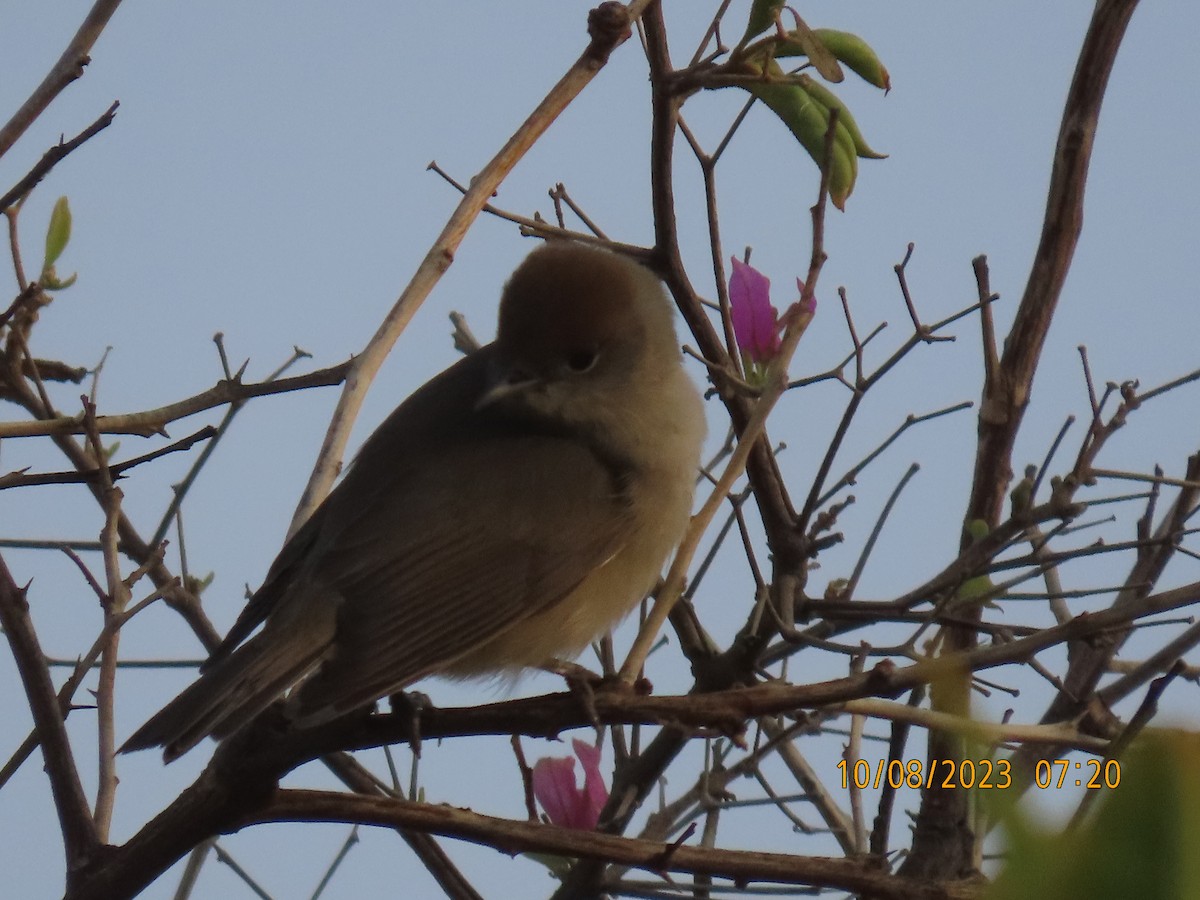 Eurasian Blackcap - Ute Langner