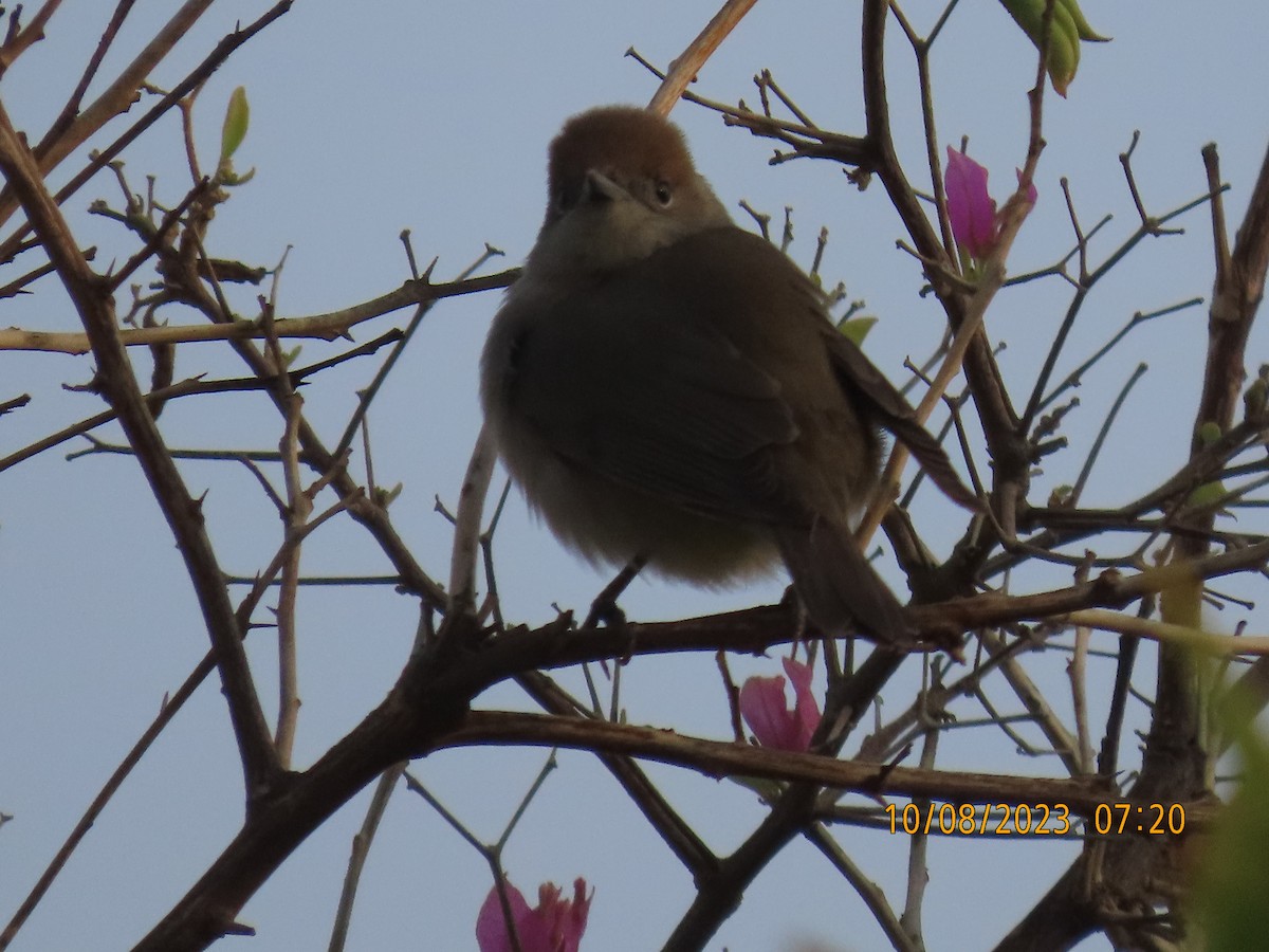 Eurasian Blackcap - Ute Langner