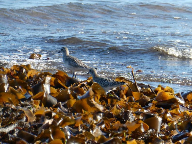 American Golden-Plover - Anne St-Jean