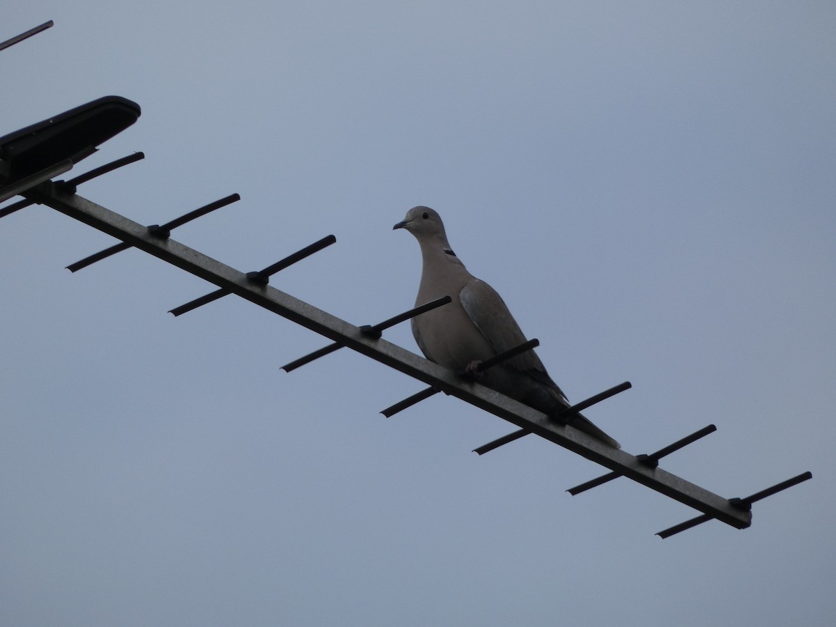 Eurasian Collared-Dove - ML609852010