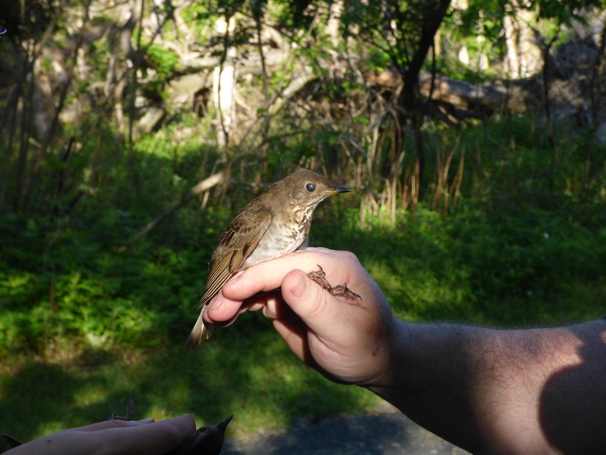 Bicknell's Thrush - ML60985211