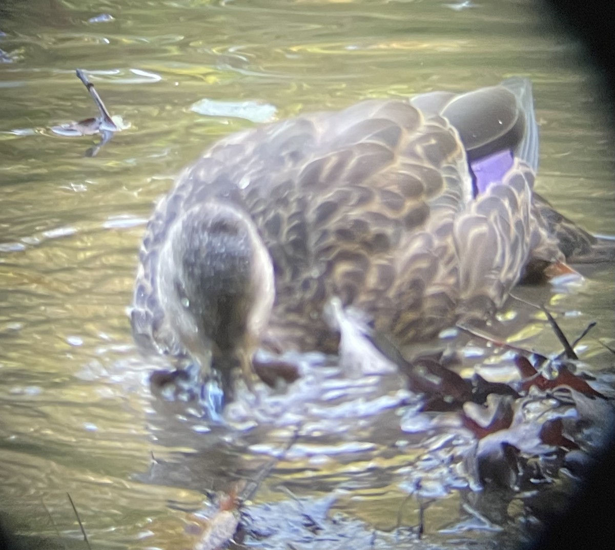 American Black Duck - ML609852114