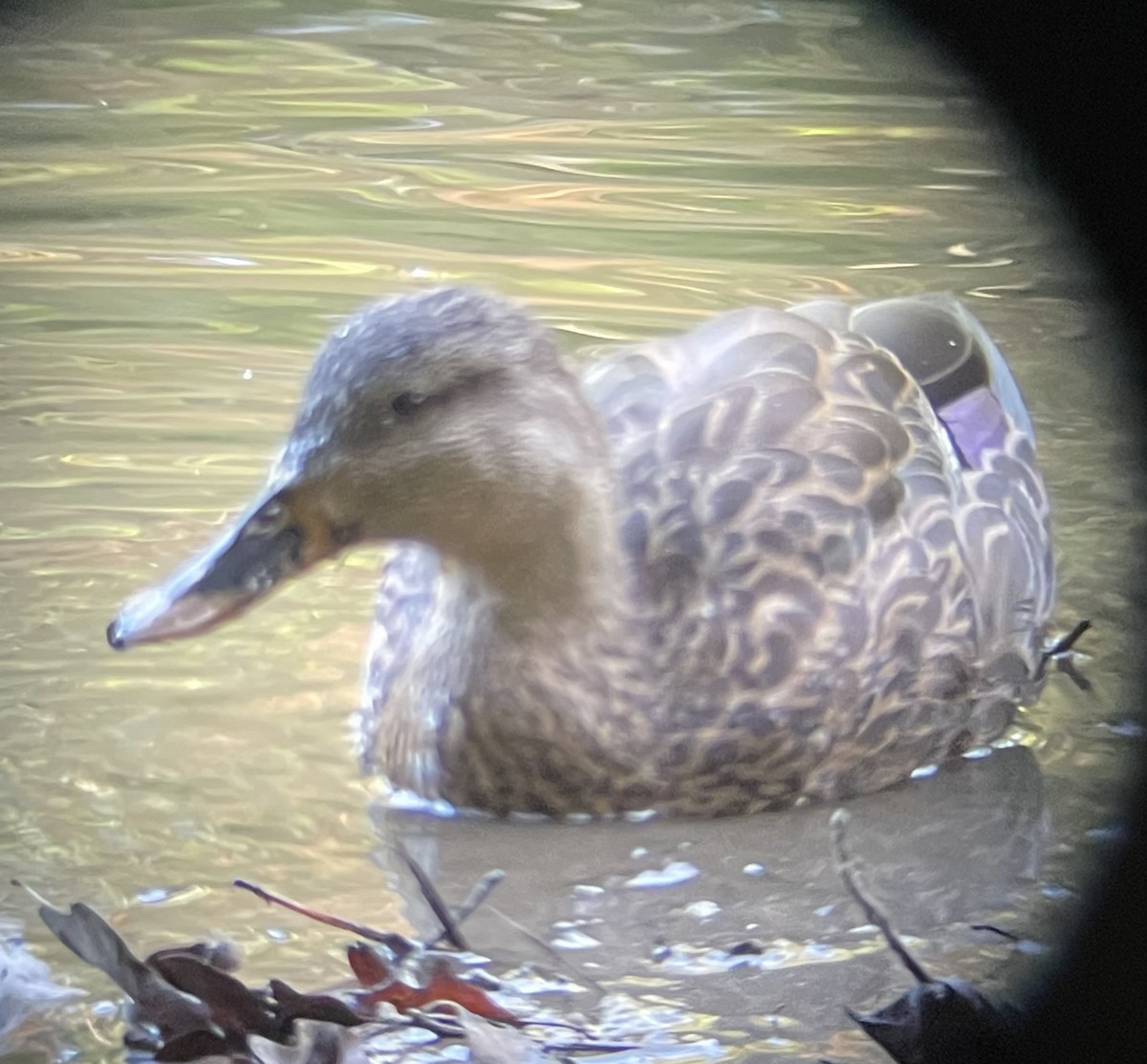 American Black Duck - ML609852115