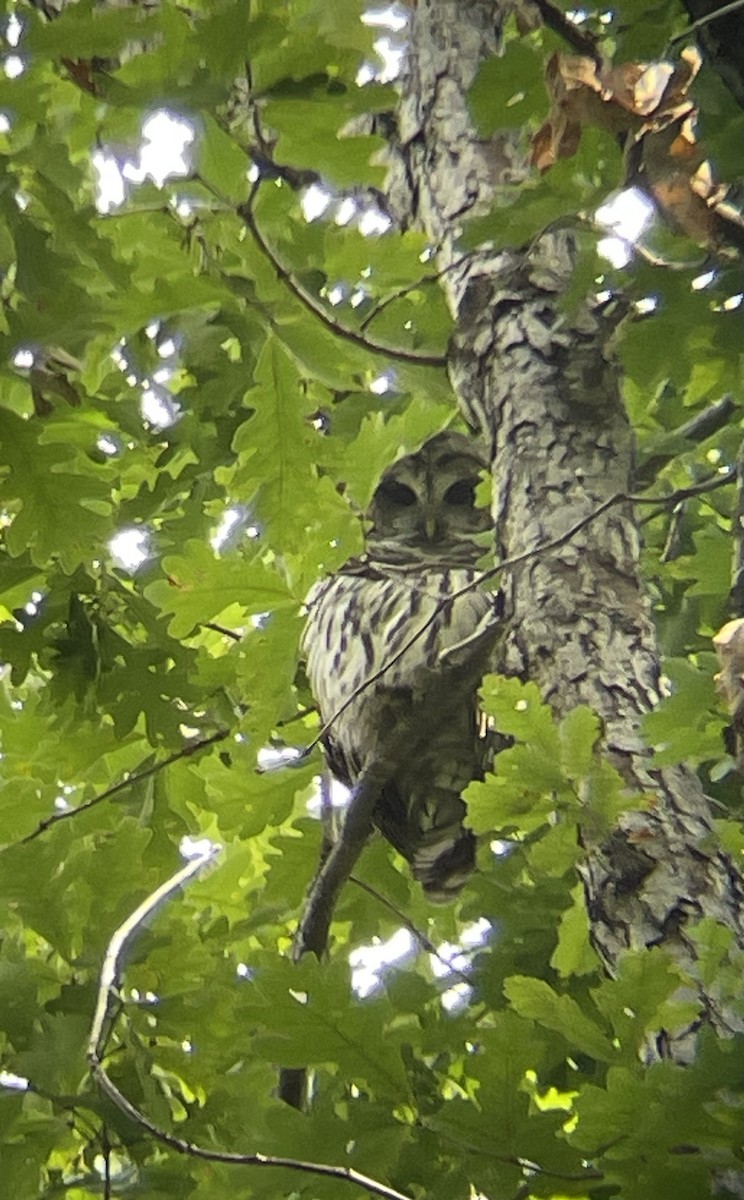 Barred Owl - ML609852135