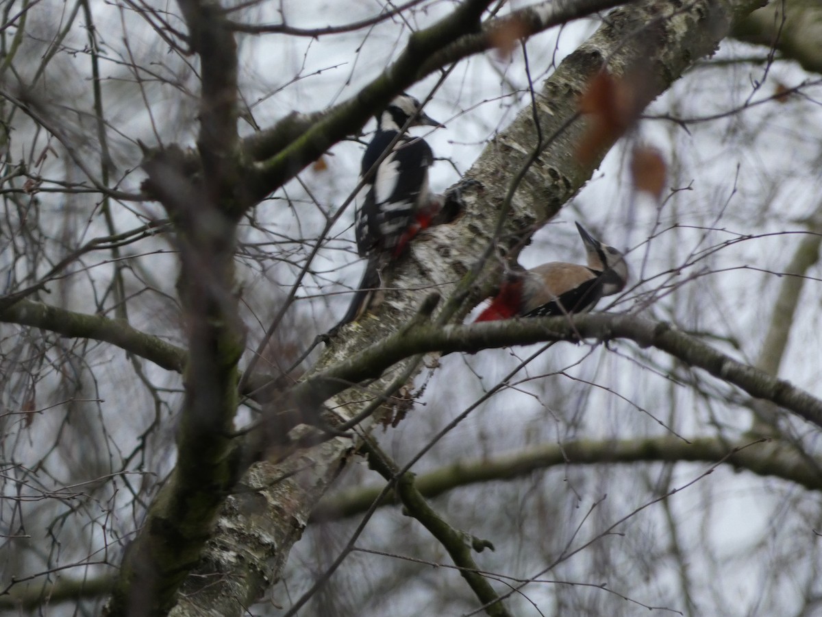 Great Spotted Woodpecker - ML609852156