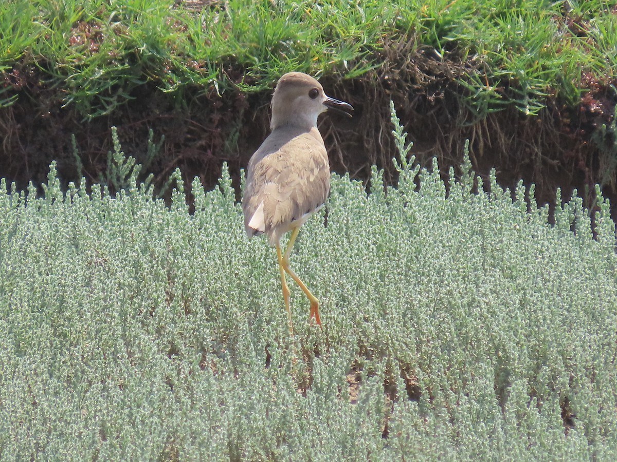 White-tailed Lapwing - Ute Langner