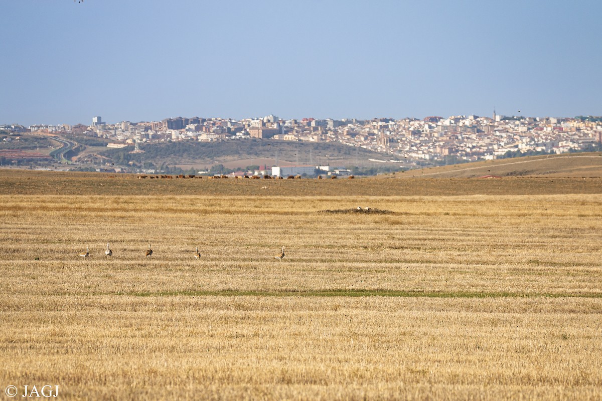 Great Bustard - Juan Antonio García Jiménez