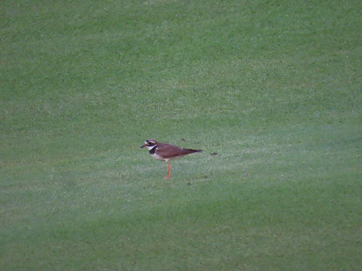 Common Ringed Plover - ML609852389