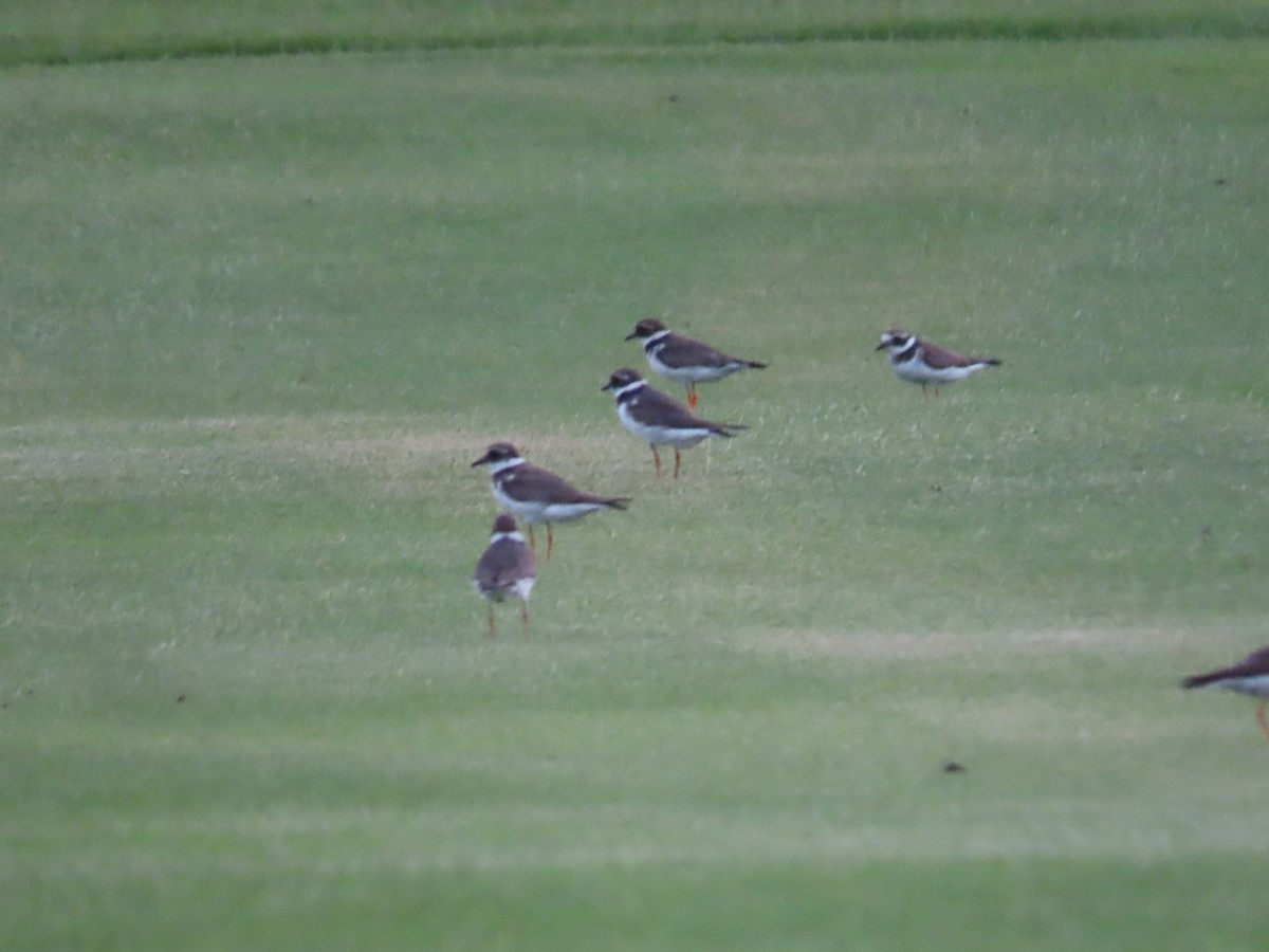 Common Ringed Plover - ML609852391