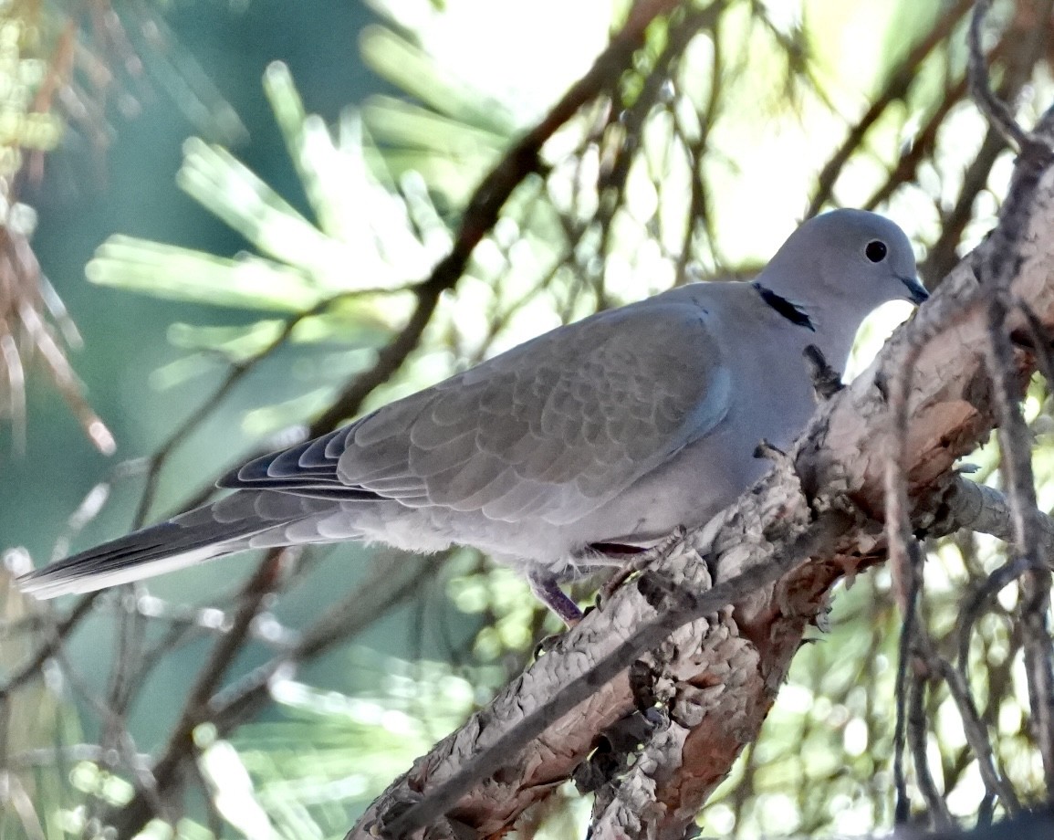 Eurasian Collared-Dove - Chris Curl