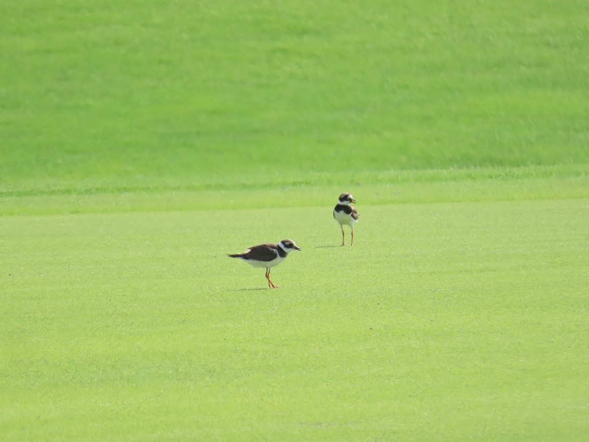 Common Ringed Plover - ML609852451