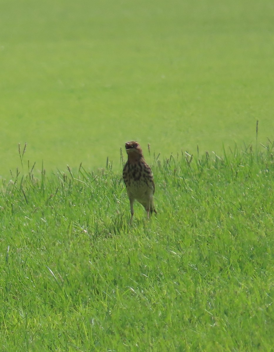 Red-throated Pipit - ML609852532