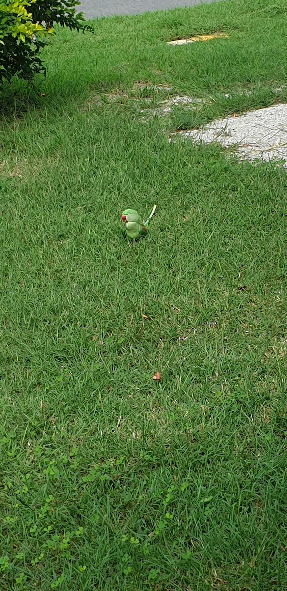 Alexandrine Parakeet - Joshua Yates