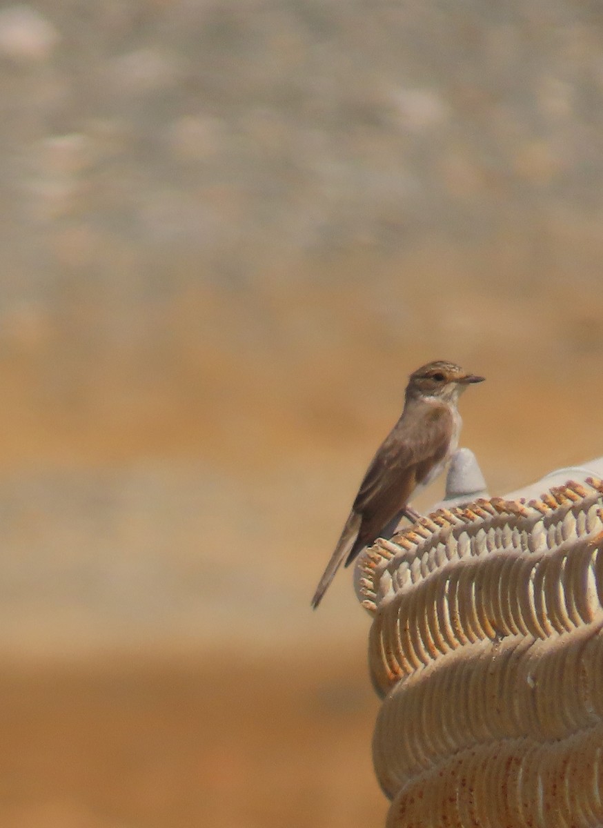 Spotted Flycatcher - ML609852548