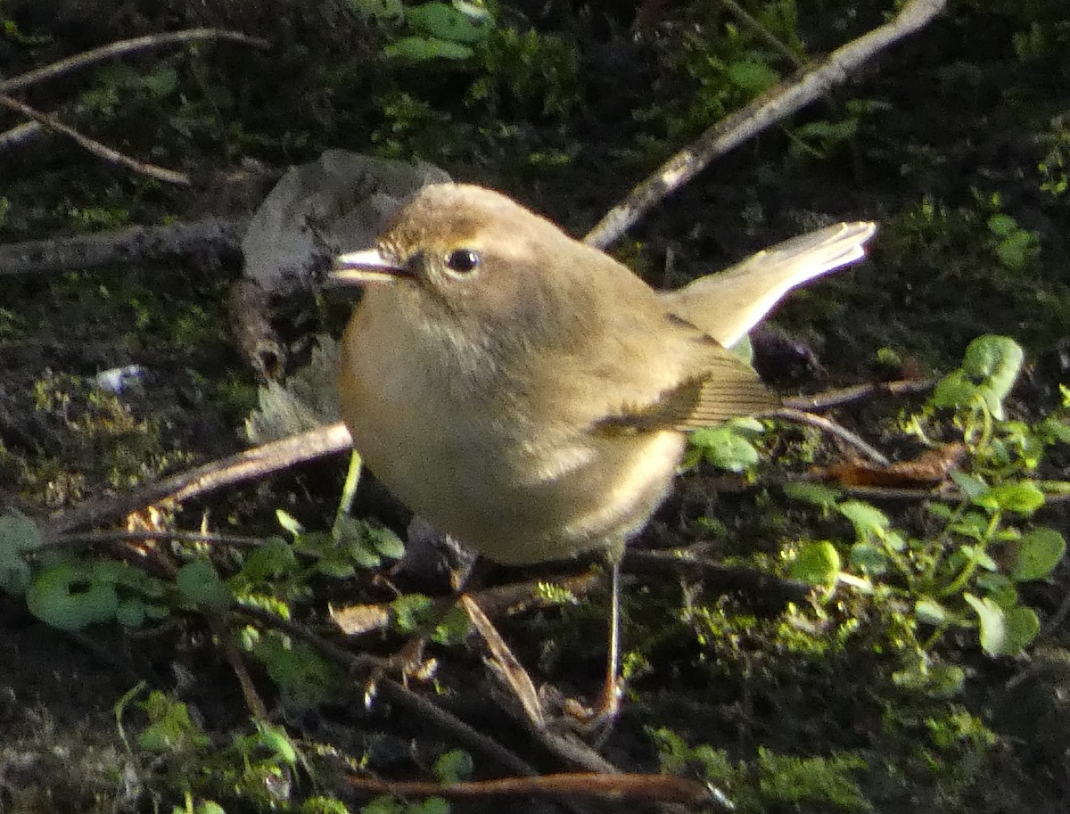 Common Chiffchaff - ML609852585