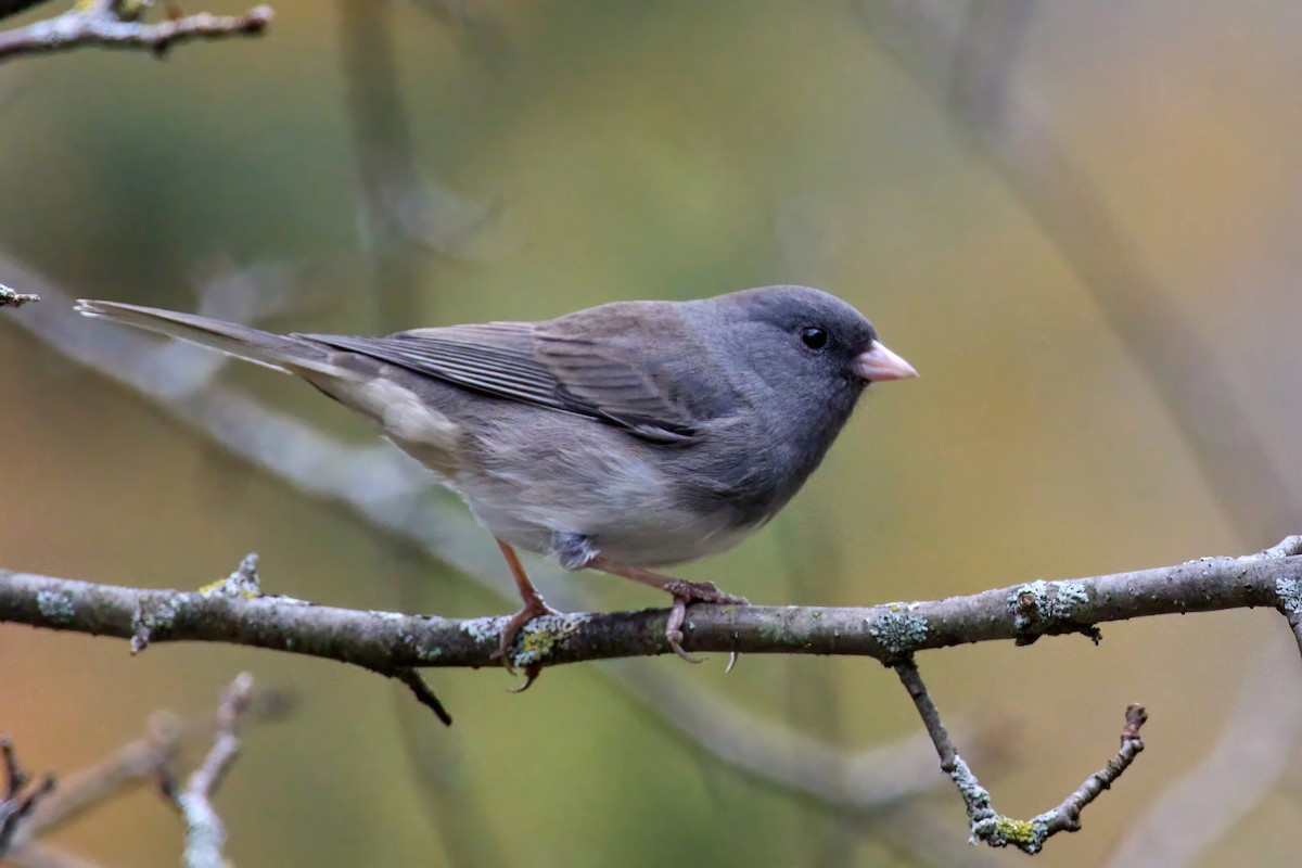 Dark-eyed Junco (Slate-colored) - John Sutton