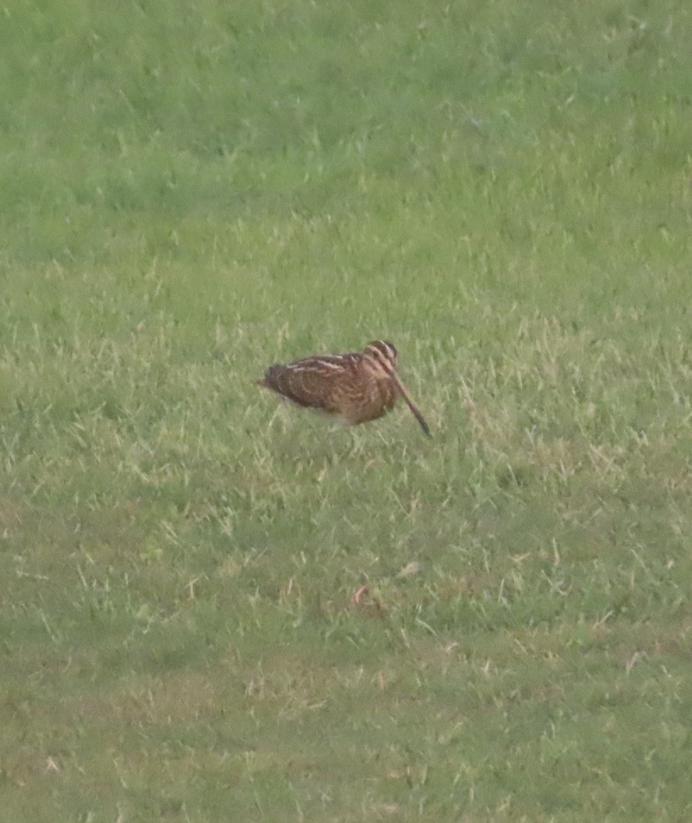 Common Snipe - Ute Langner