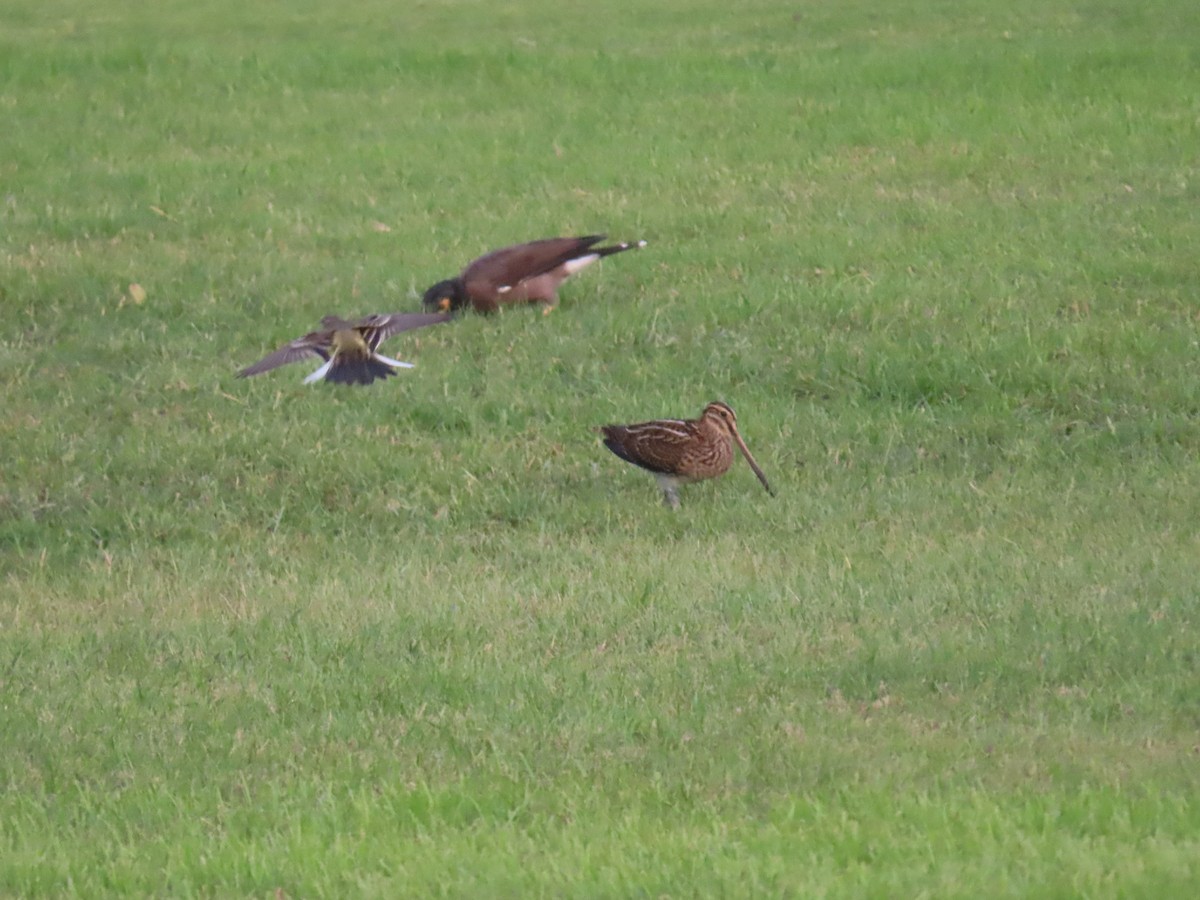 Common Snipe - Ute Langner