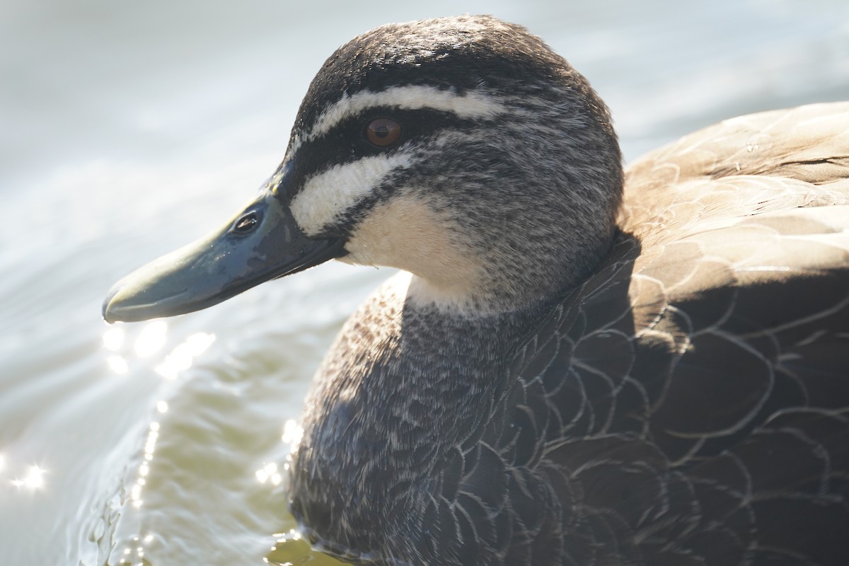 Canard à sourcils - ML609852674