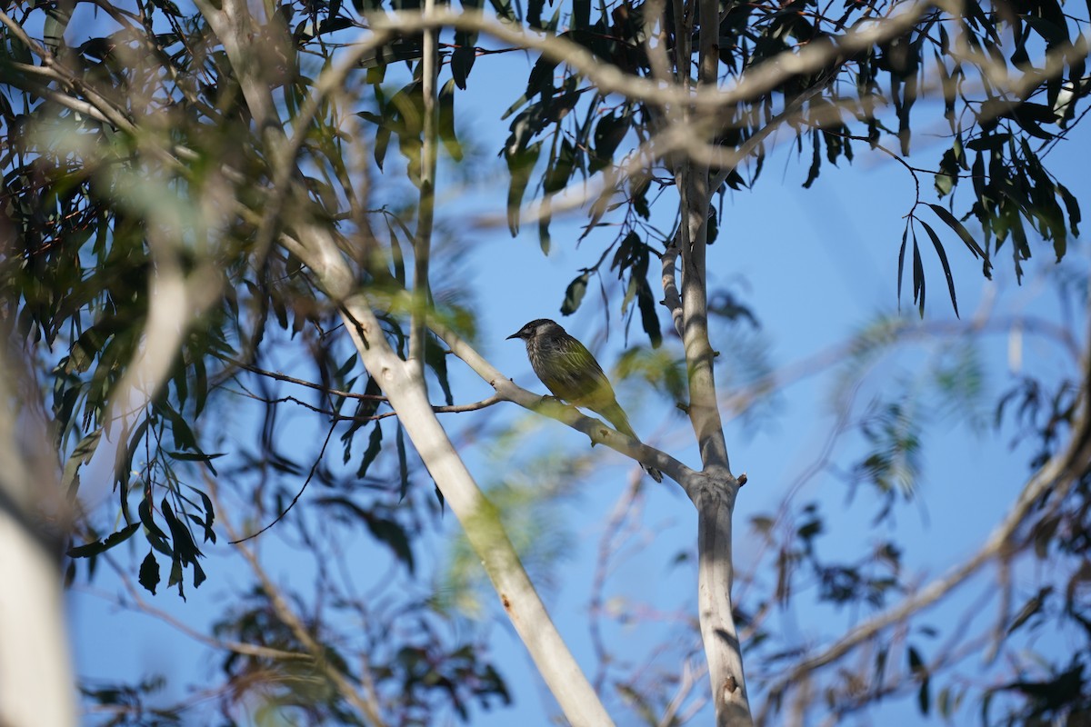 Red Wattlebird - ML609852705