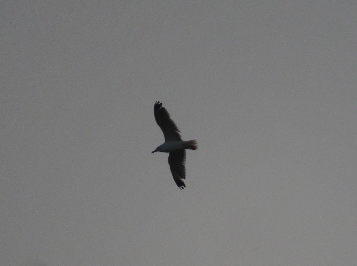 Slender-billed Gull - Ute Langner