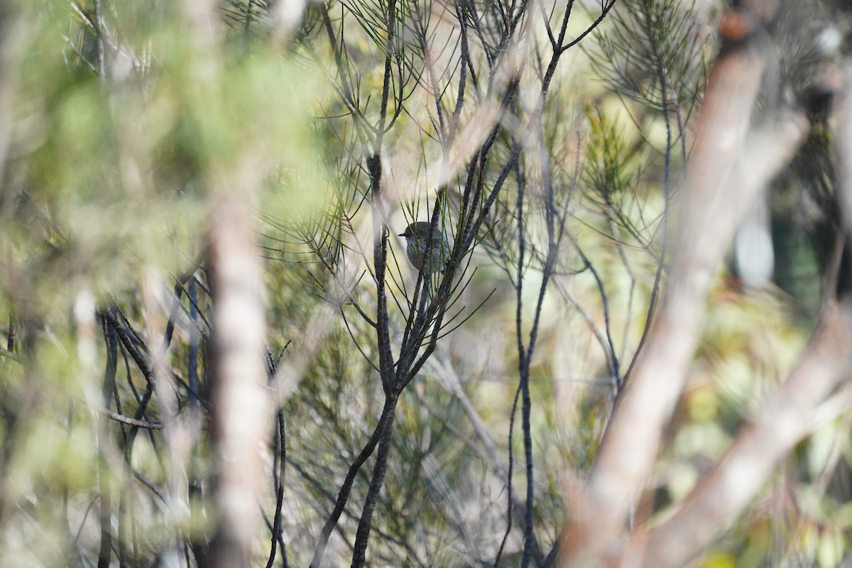 Brown Thornbill - ML609852736