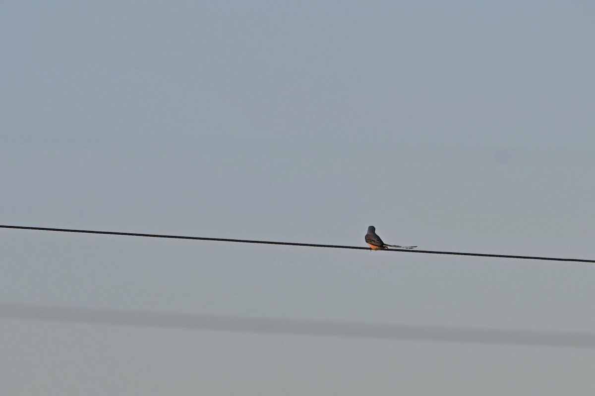 Scissor-tailed Flycatcher - ML609852758