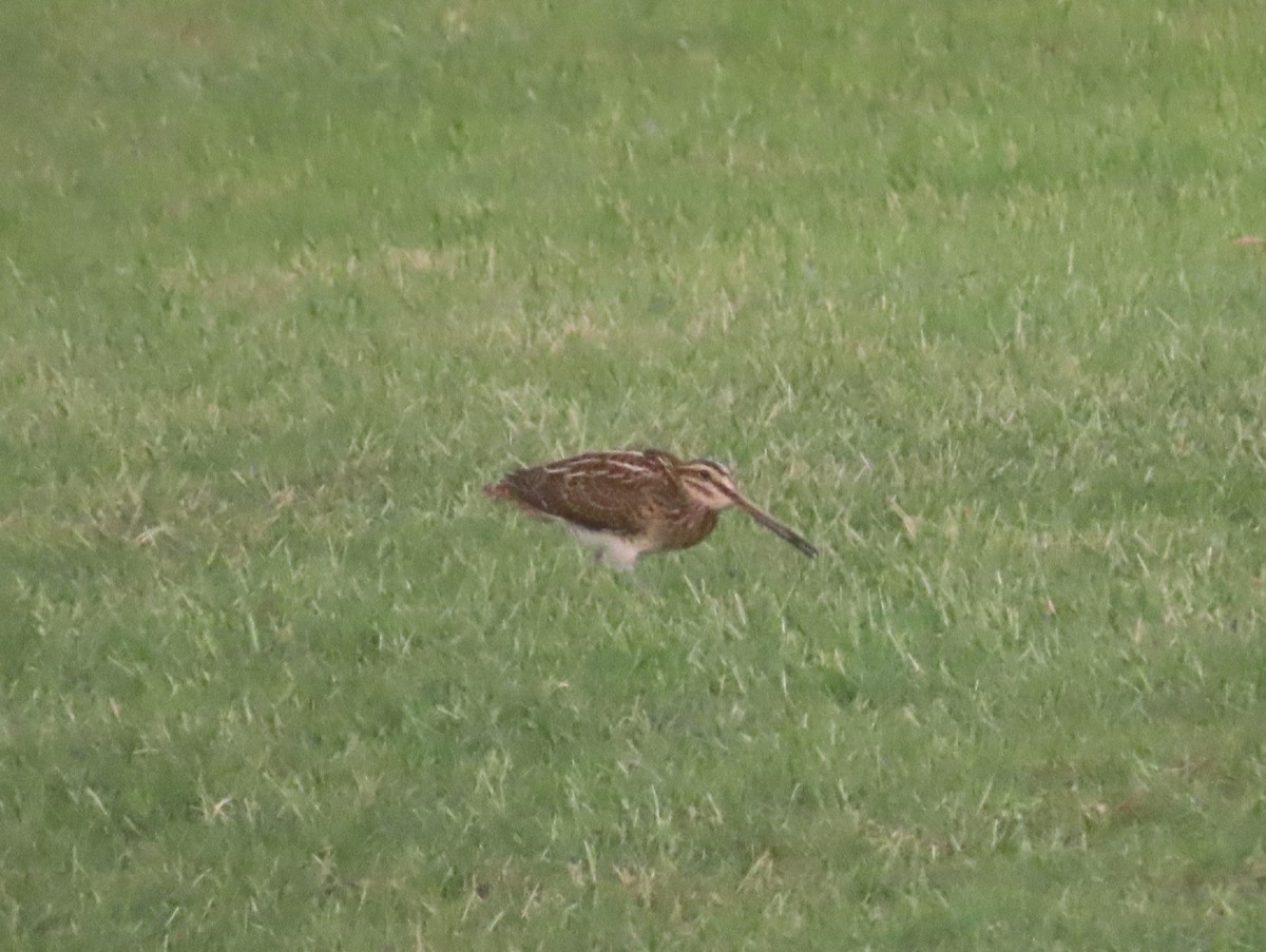 Common Snipe - ML609852767