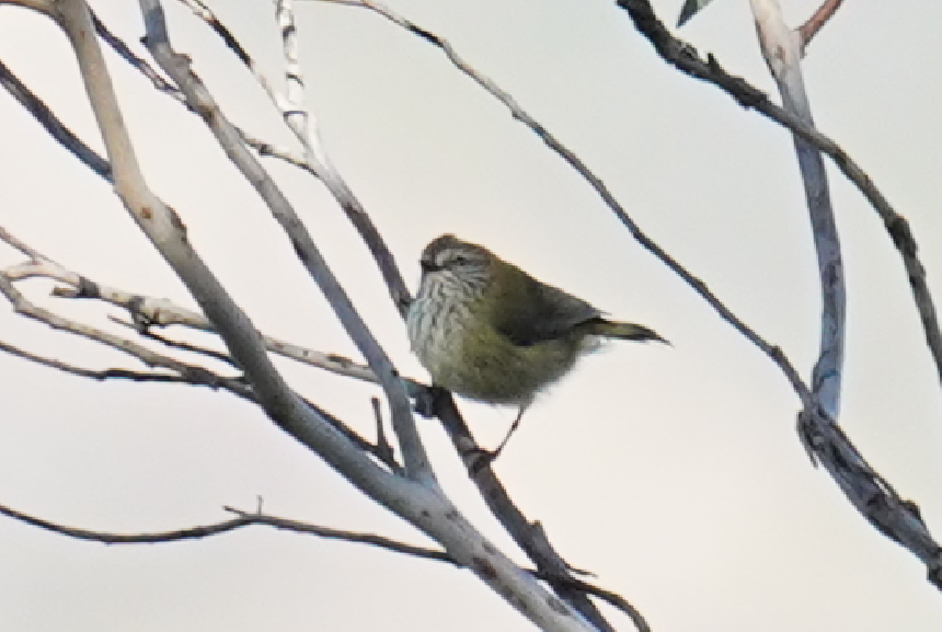 Striated Thornbill - ML609852776