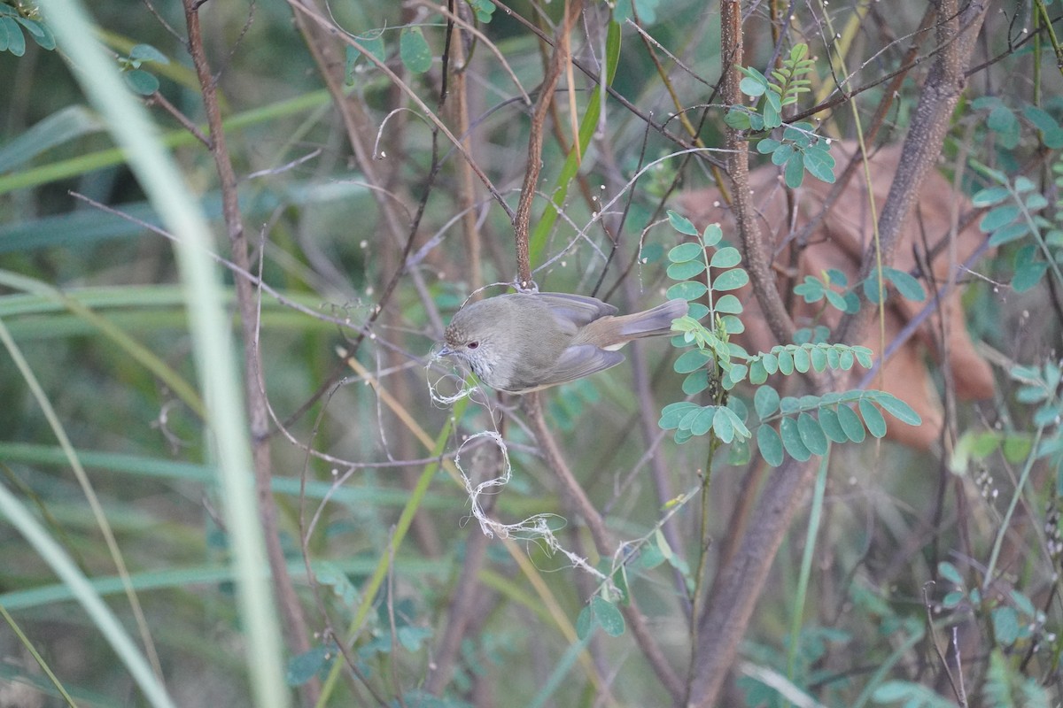 Brown Thornbill - ML609852778