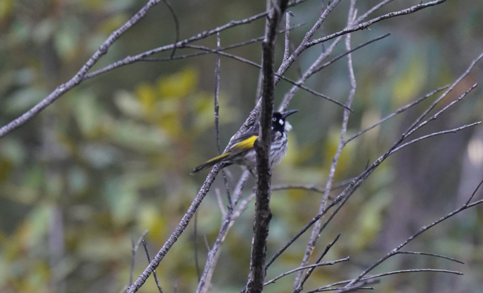 New Holland Honeyeater - Avecy Tan