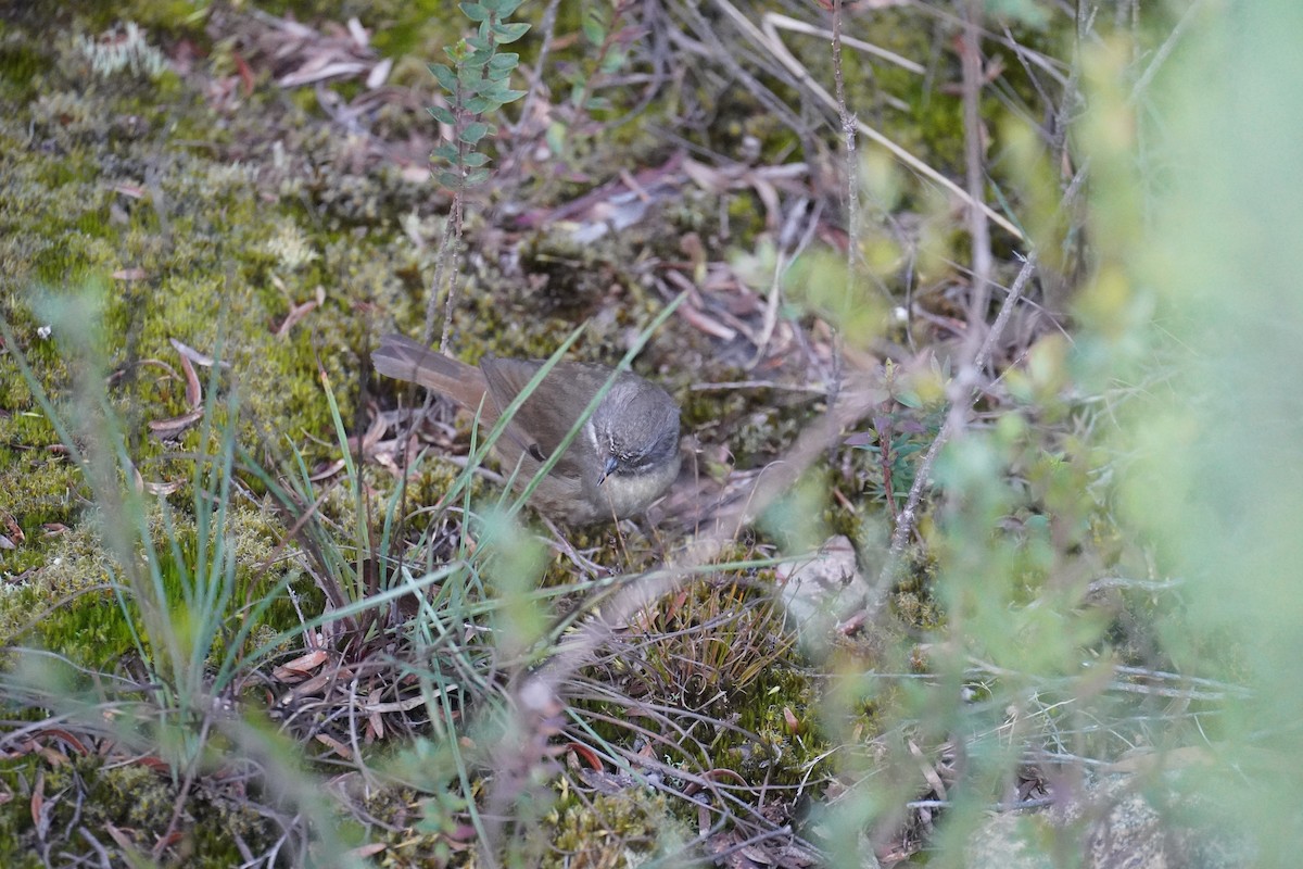 Weißbrauensericornis - ML609852803