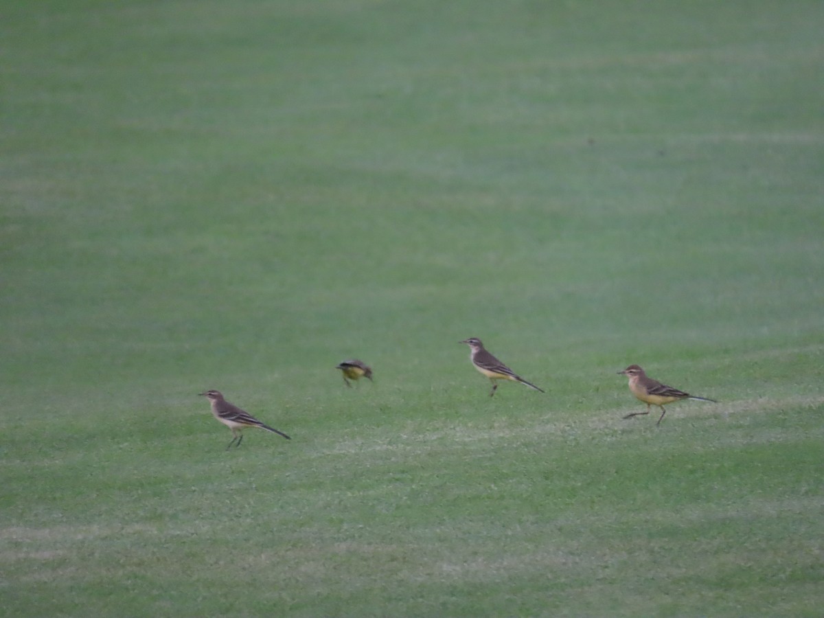 Western Yellow Wagtail - Ute Langner