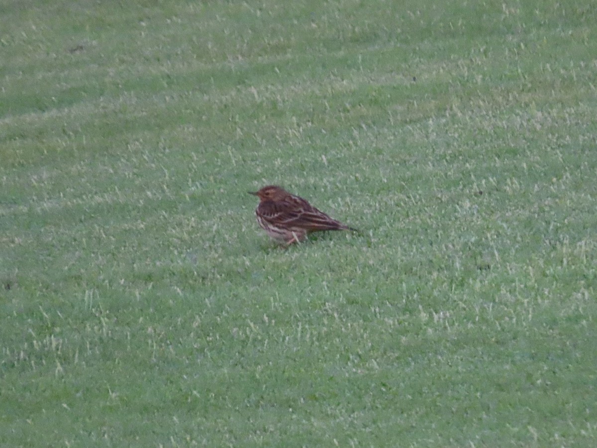 Red-throated Pipit - ML609852859