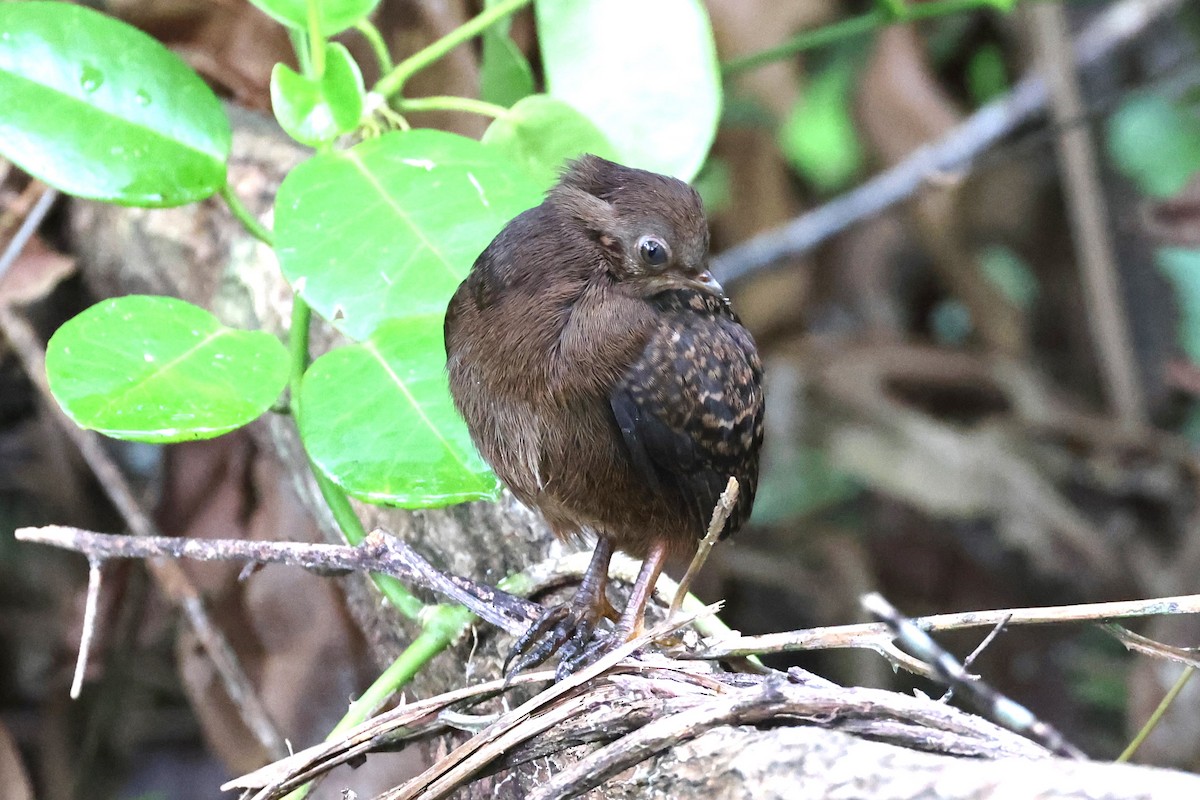 Melanesian Megapode - ML609852873