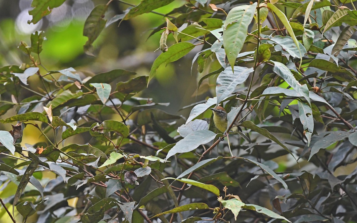 Yellow-breasted Antwren - ML609852915